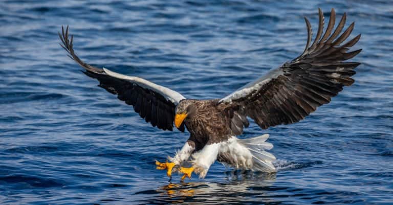 Largest Birds of Prey - Steller’s Sea Eagle