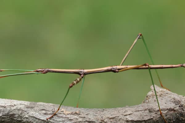 Stick Insect Quiz: What Do You Know? - A-Z Animals