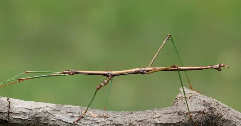 Largest Insects - Stick Insects