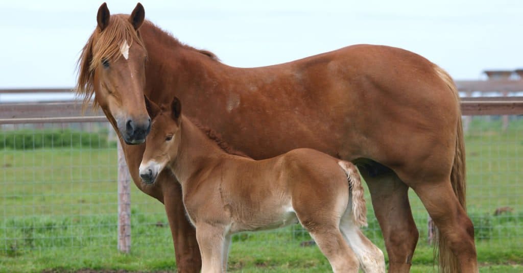 Biggest Horses: Suffolk