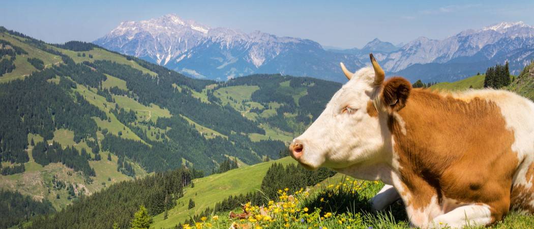 Wildlife in Switzerland - Types of Swiss Animals - AZ Animals