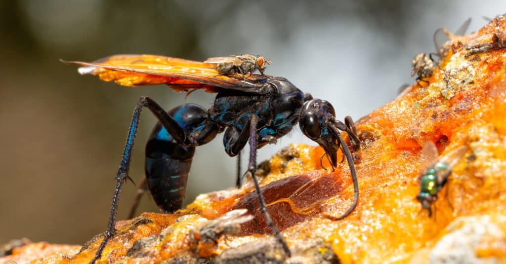 tarantula eating wasp