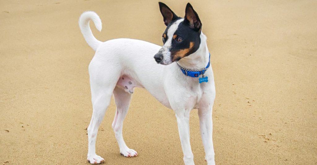 Tenterfield Terrier with a blue collar is standing on the sand