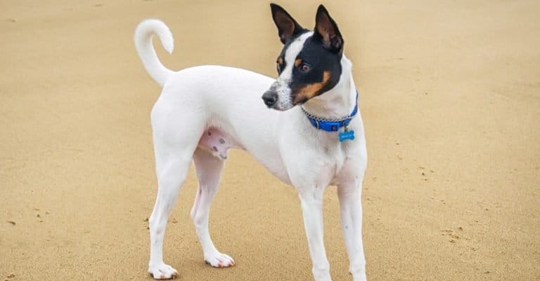 Tenterfield Terrier with a blue collar is standing on the sand