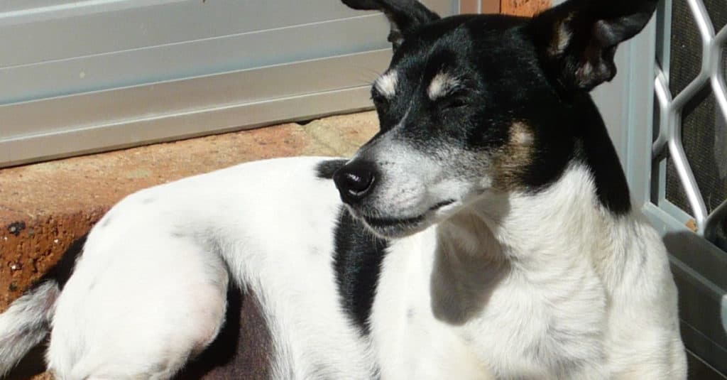 Tenterfield Terrier resting