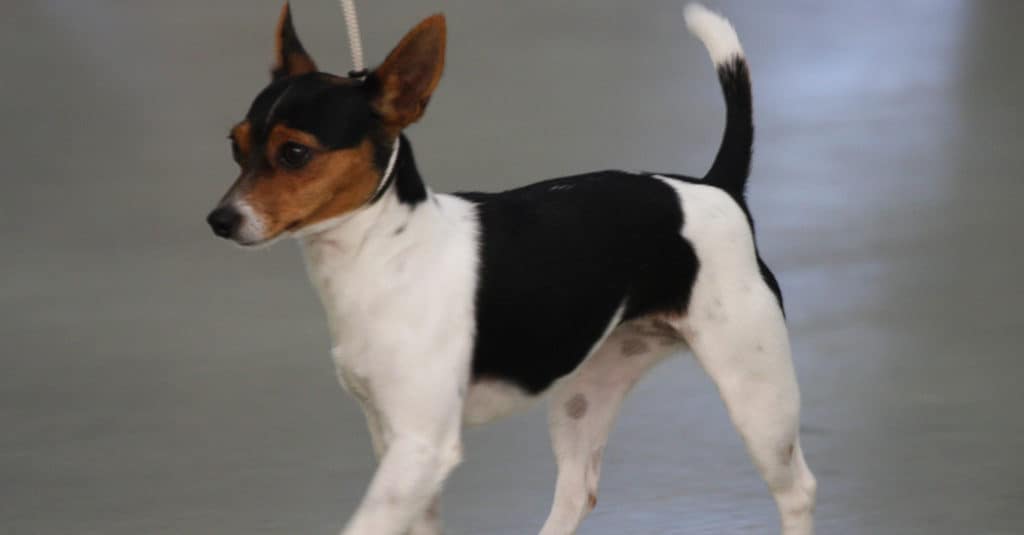 Tenterfield Terrier standing