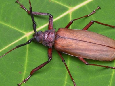 A Titan Beetle