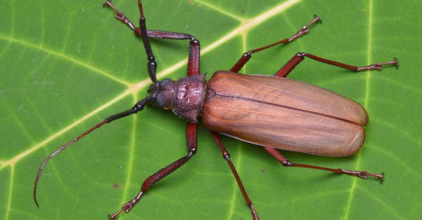 Discover the World’s Largest Flying Insects (Up to 12 Inches!) - A-Z ...