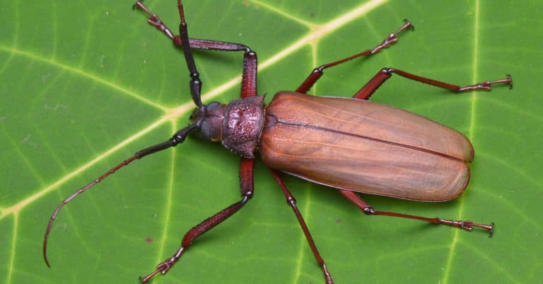 Largest Insects - Titan Beetle