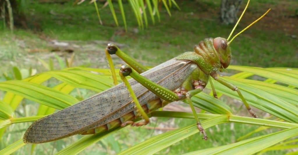 Cultures associate certain signs and meanings with seeing a grasshopper.