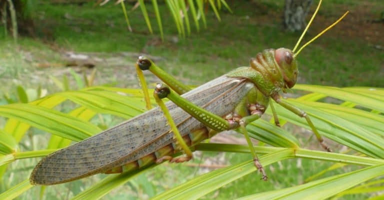 Largest Insects - Tropidacris Grasshoppers