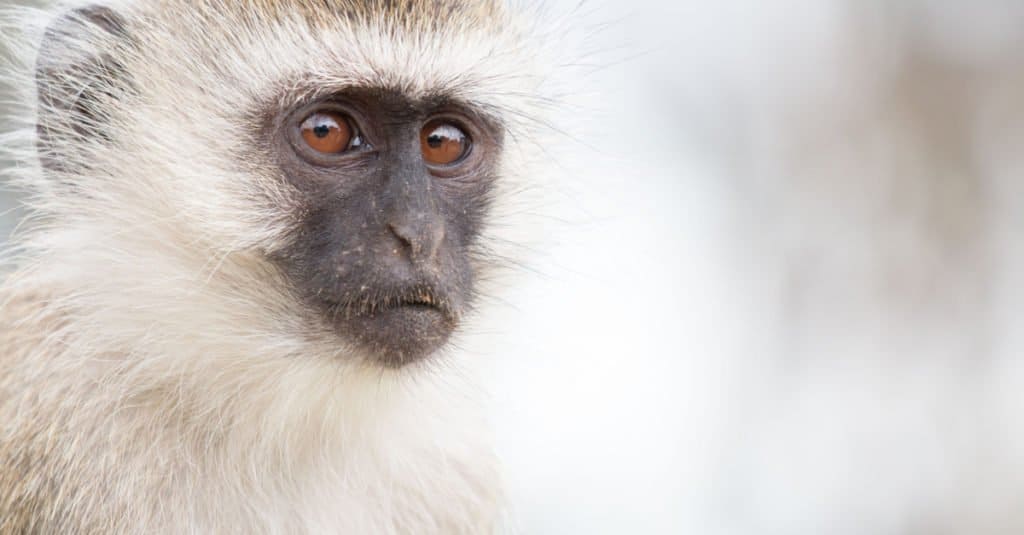 Monkey in Tarangire National Park Tanzania