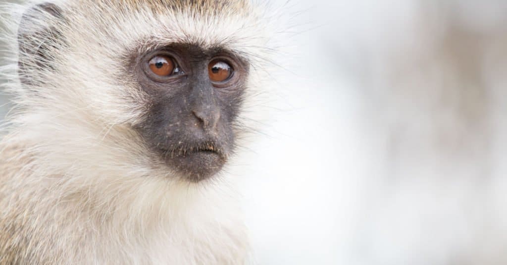 Monkeys in Florida include macaques, squirrel and vervet species