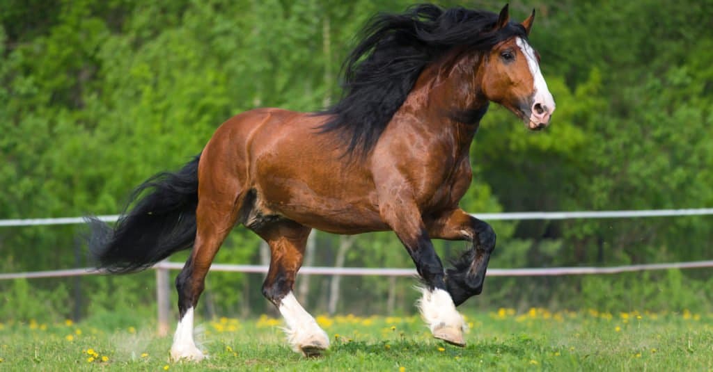 Largest horse: Vladimir's draft horse