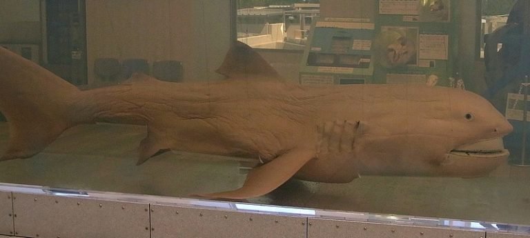 Weirdest Animals Megamouth Shark