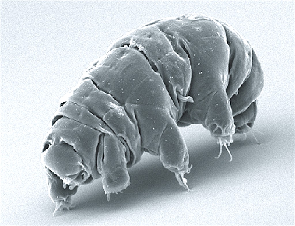 Weirdest Animals Tardigrade