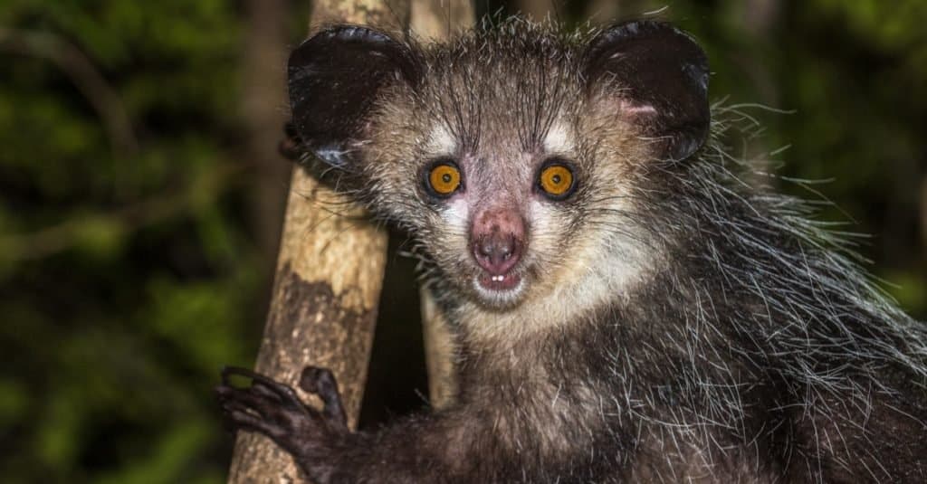 Weirdest Animals: Aye-aye