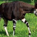 Okapi