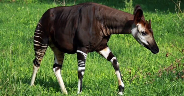 Weirdest Animals Okapi