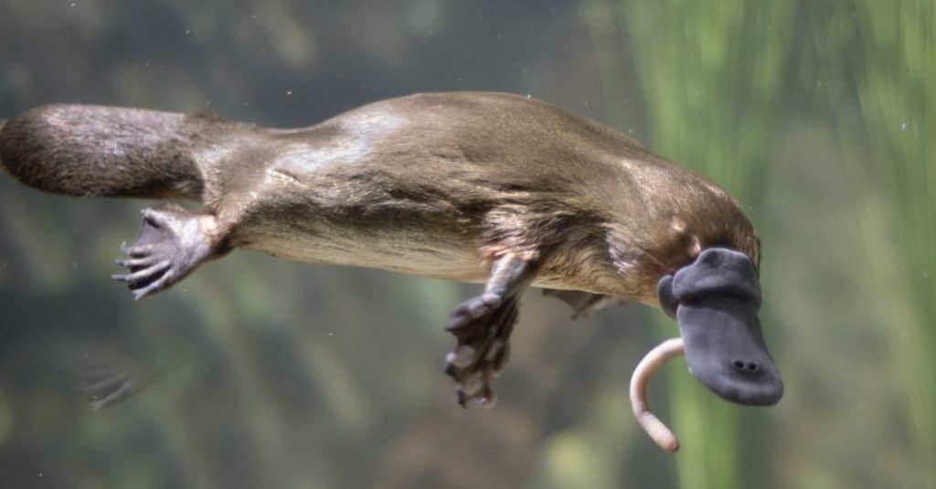 platypus spur sting