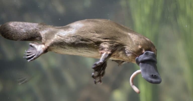 Weirdest Animals: Platypus