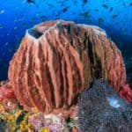 Some deep-water sponges can live to be over 200 years old. They are one of the weirdest animals, being made up of unspecialized cells.