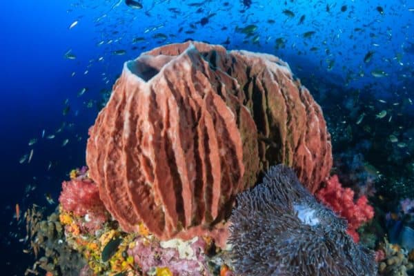 Some deep-water sponges can live to be over 200 years old. They are one of the weirdest animals, being made up of unspecialized cells.