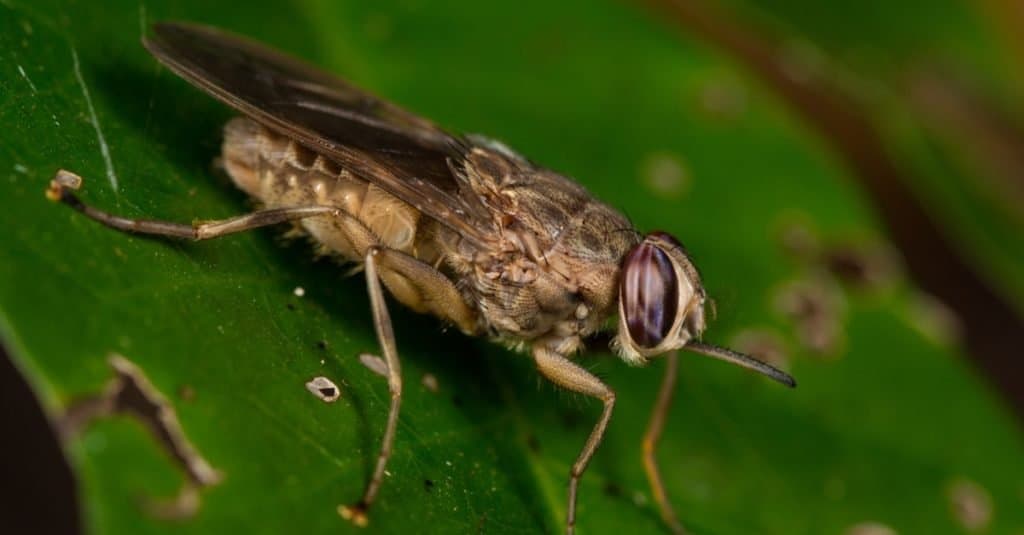 Los animales más raros de la mosca tsetsé