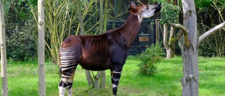 Weirdest Animals