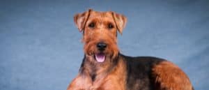 Welsh terrier, studio portrait