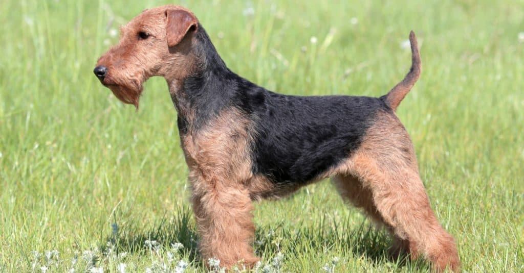 Welsh Terrier on a summer meadow