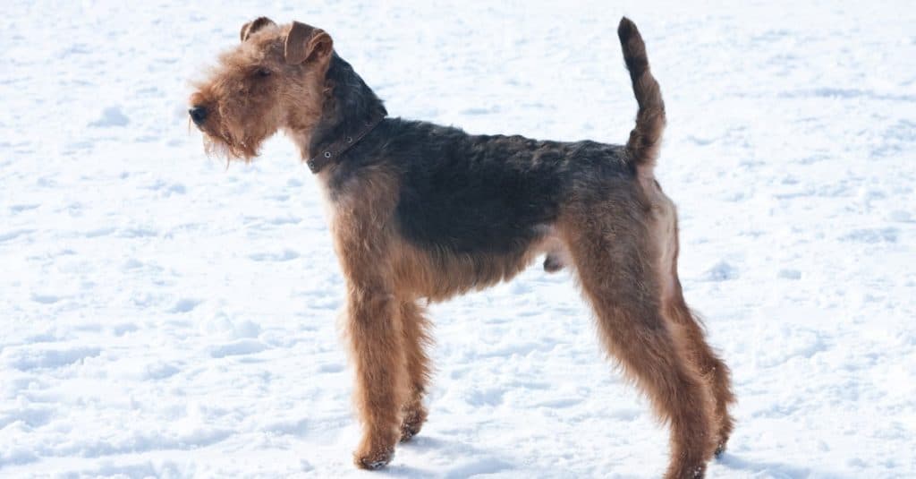Welsh terrier on white snow