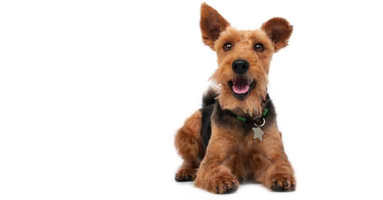 Welsh terrier isolated on white background