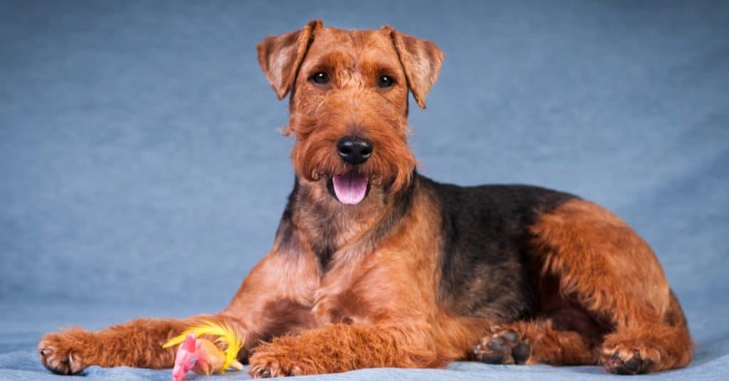 Welsh terrier lying on table