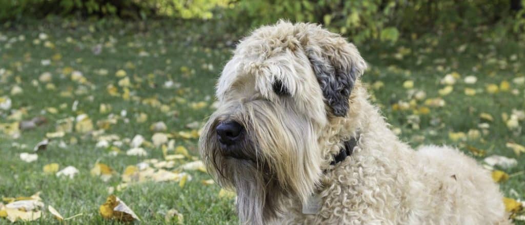 Wheaten Terrier close-up