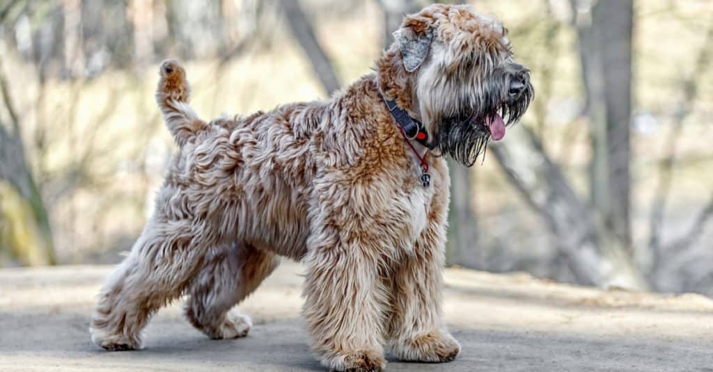 Standing Irish Soft Coated Wheaten terrier.