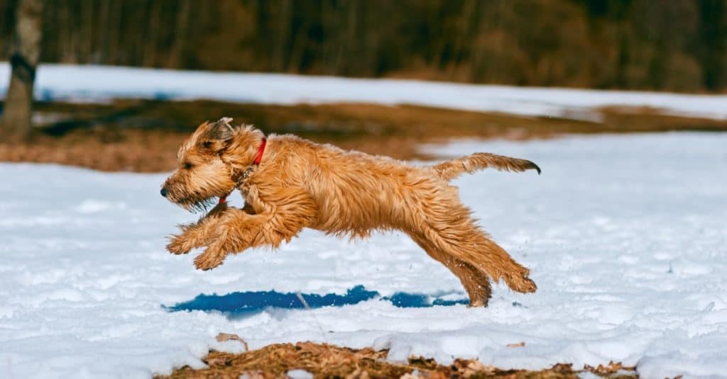 Irish soft coated Wheaten terrier dog actively running on snow in park