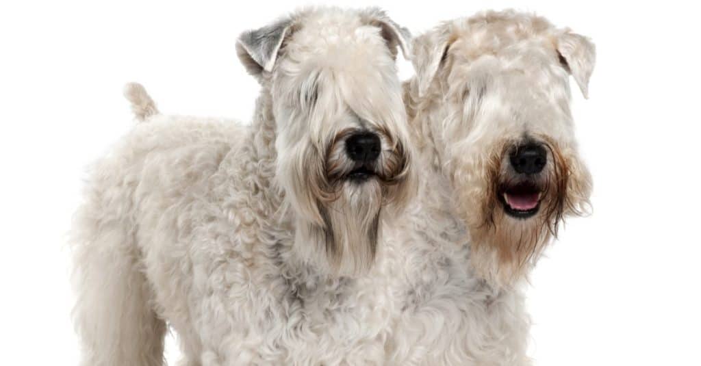 Wheaten Terrier isolated on white background