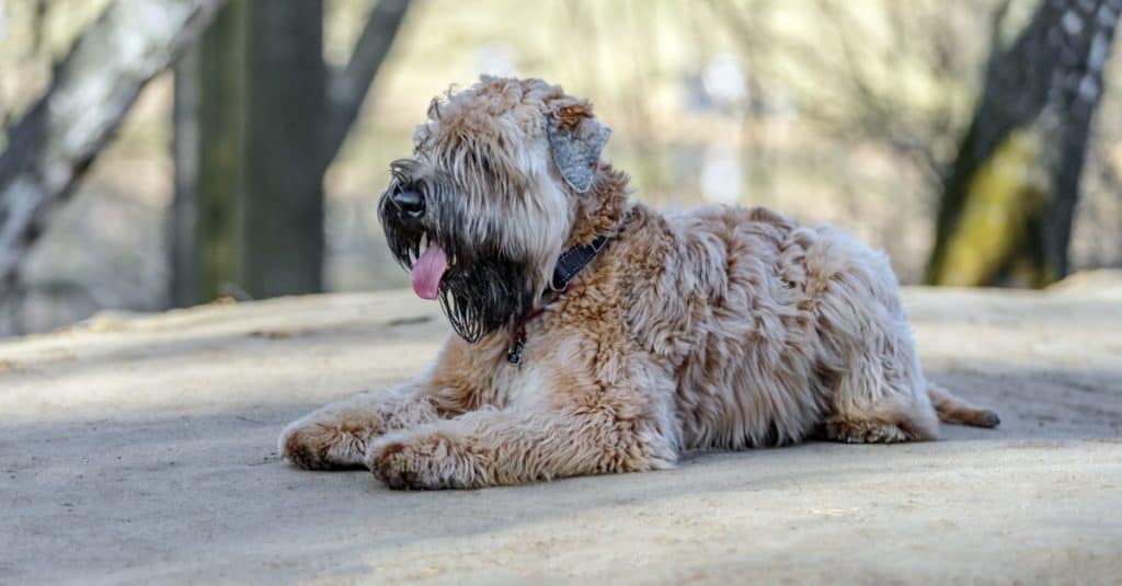 Lying Irish Soft Coated Wheaten terrier