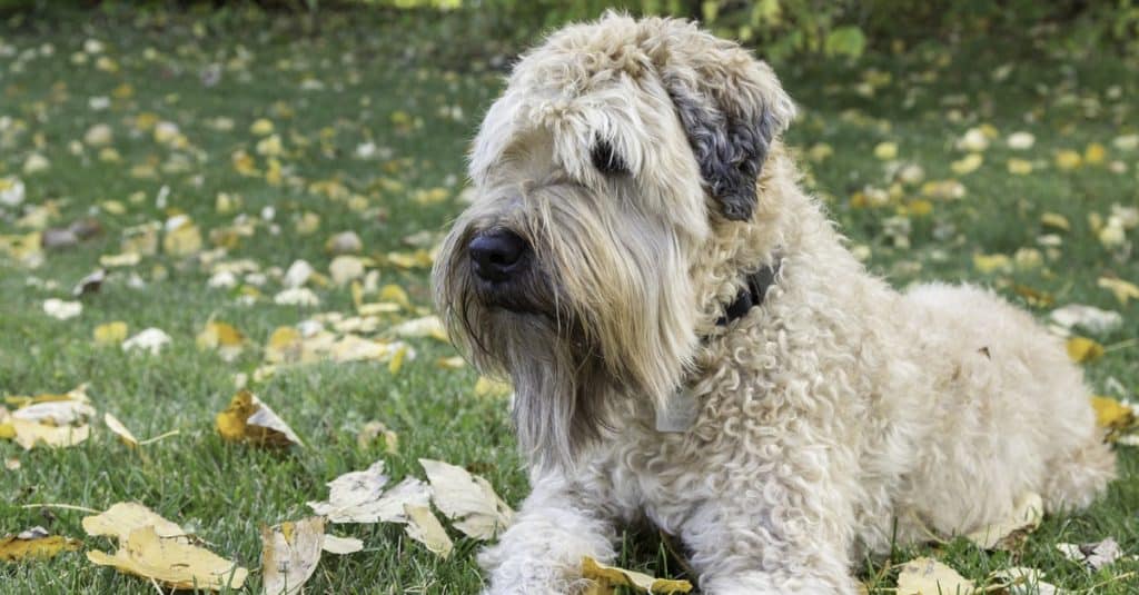 Wheaten Terrier lying on grass