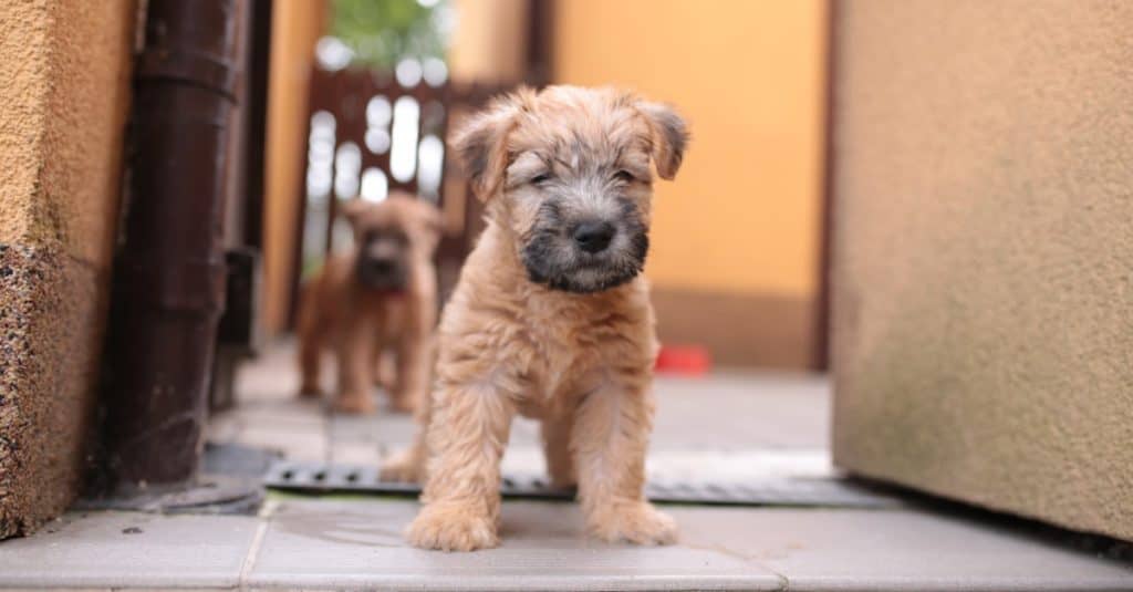 Irish soft coated Wheaten terrier puppy