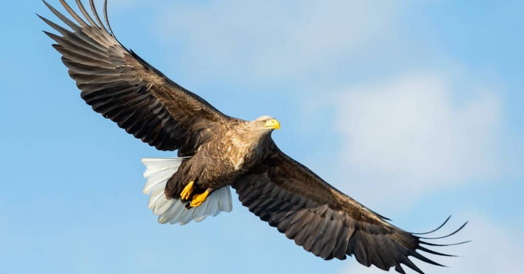 Largest Birds of Prey - White-tailed Eagle