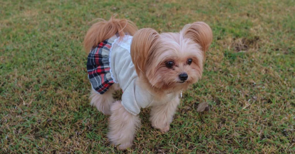 Yorkie Pom In A Cheerleader Outfit