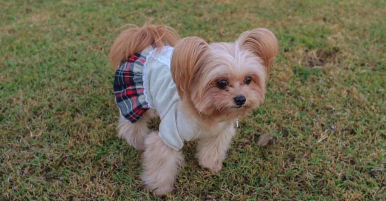 Yorkie Pom In A Cheerleader Outfit