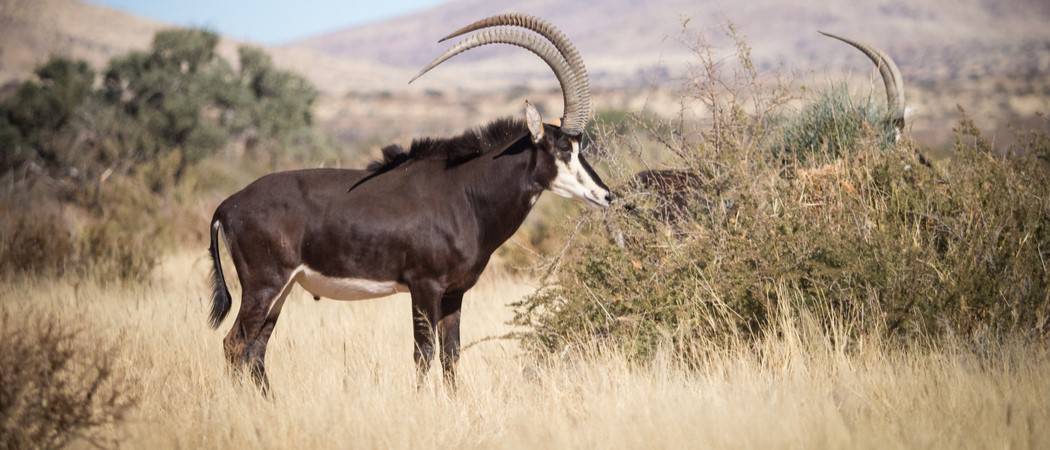 Animals in Zimbabwe