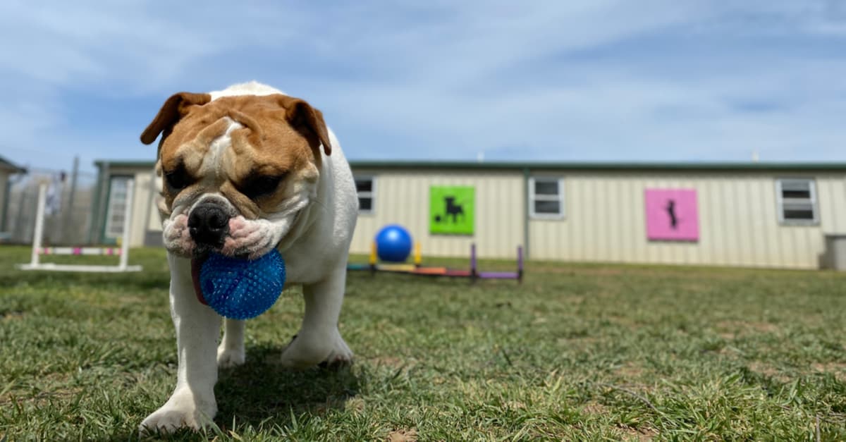 english bulldog beagle mix