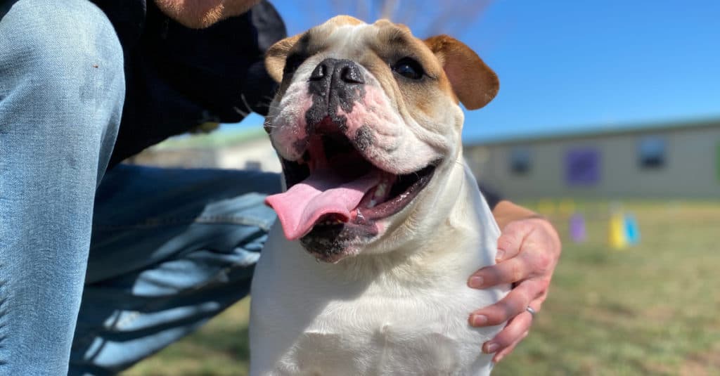 A Beabull Smiles On A Sunny Day