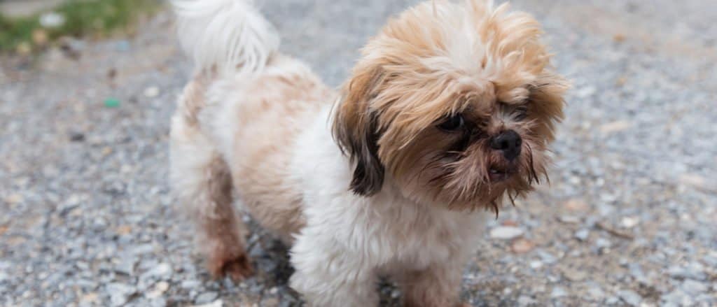 The Bea-Tzu Is An Alert Watch Dog