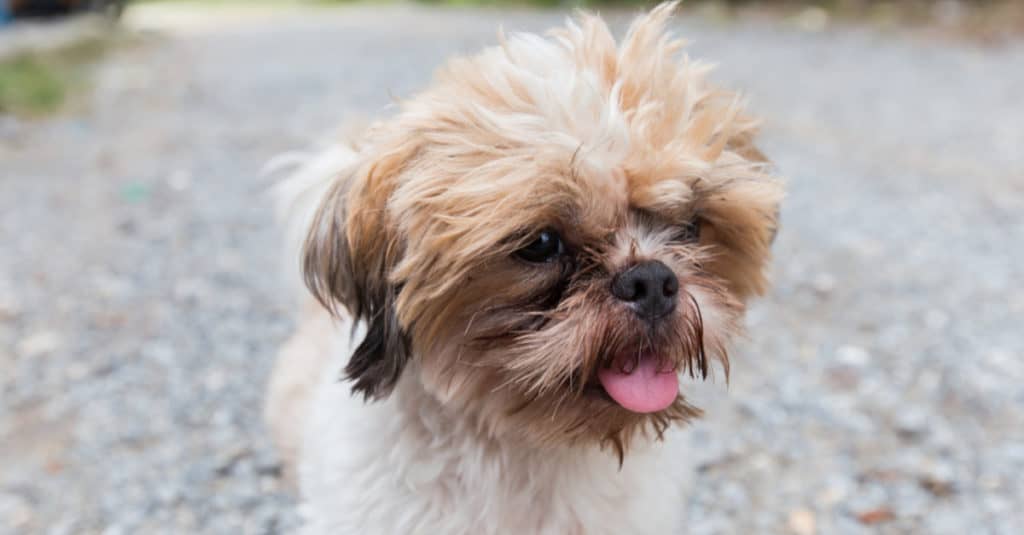 Baby Wipes Can Keep A Bea-Tzu Clean