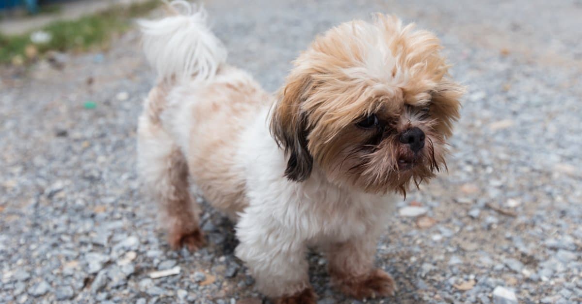 Beagle shih tzu hot sale mix for sale